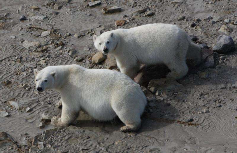 Polar bears may survive ice melt, with or without seals