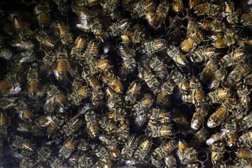 Popular pesticide hurts wild bees in major field study