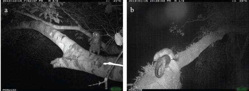 Porcupines can't jump: Camera traps in the forest canopy reveal dwarf porcupine behavior