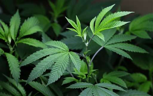 Pot use in pregnancy may pose risks;  warnings needed: AMA