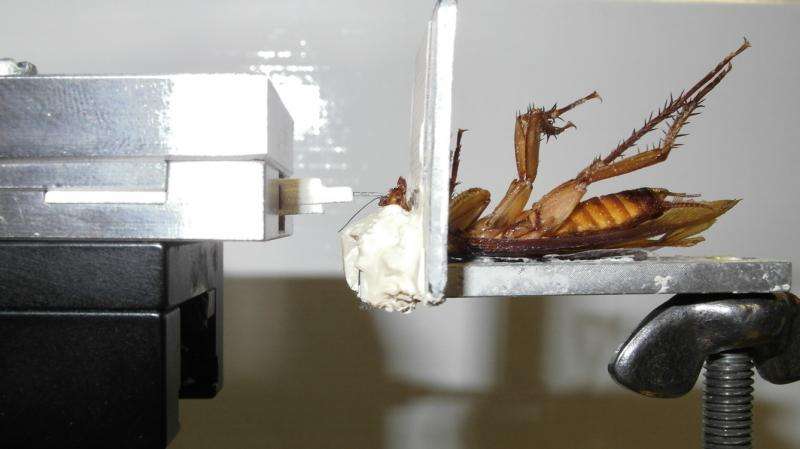 Power up: Cockroaches employ a 'force boost' to chew through tough materials