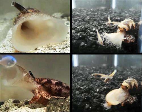 Predatory sea snails produce weaponized insulin
