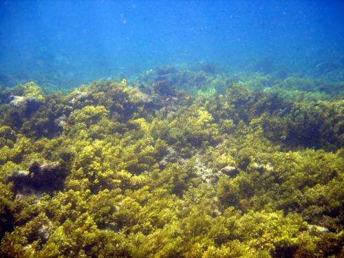 Predicting coral reef futures under climate change