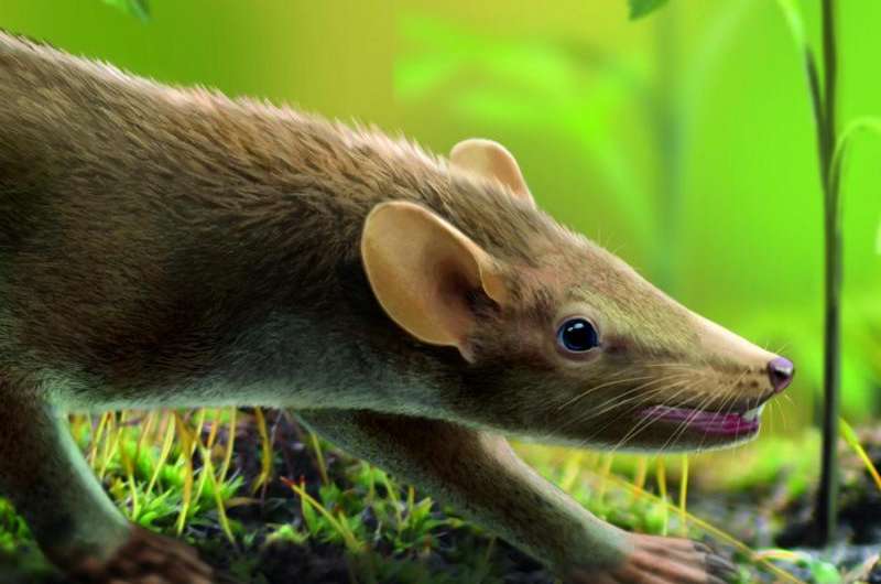 Prehistoric mammal likely suffered from hair disease
