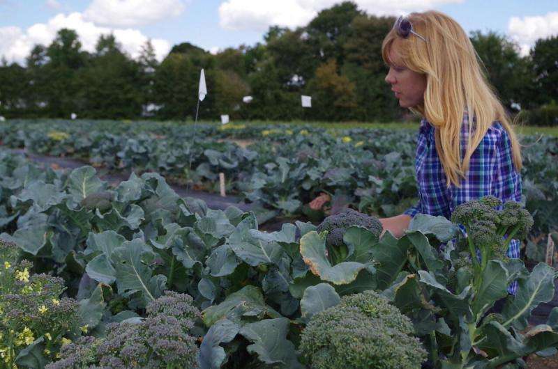 Production of broccoli on East Coast proves viable