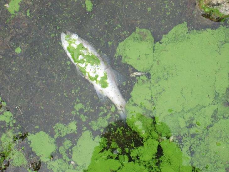 Project to reduce risk of harmful algal blooms in ponds and lakes