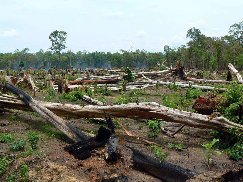 Protected and intact forests lost at an alarming rate around the world