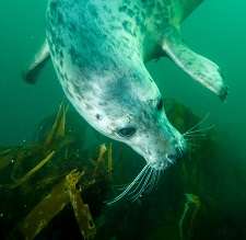 Protecting marine mammals at heart of new guidance for marine energy sector