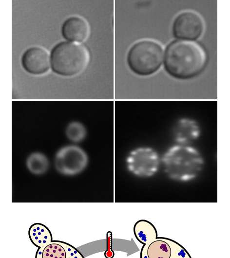 Protein aggregation after heat shock is an organized, reversible cellular response