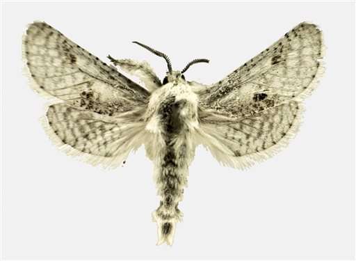 Public has chance to name new moth species