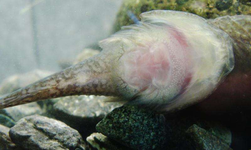 Puget Sound's clingfish could inspire better medical devices, whale tags