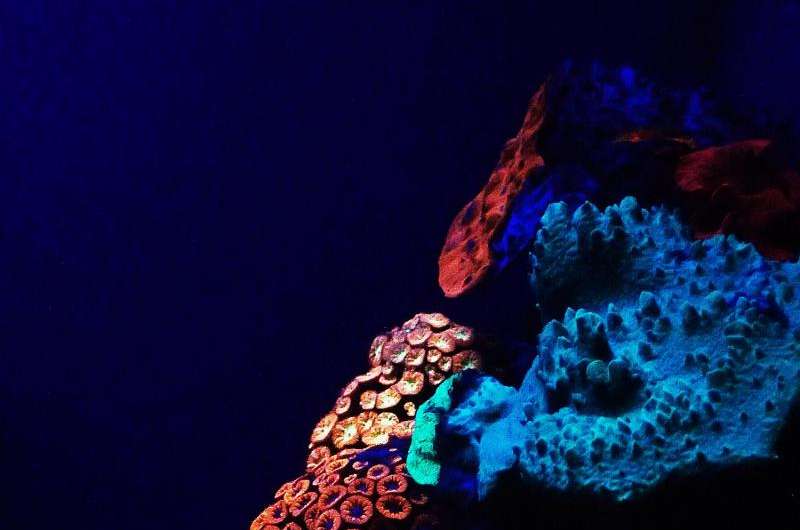 Rainbow of glowing corals discovered in depths of the Red Sea