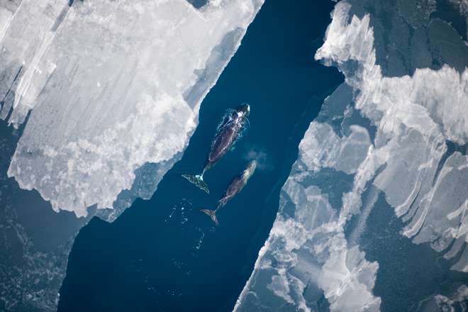 Rapid Arctic warming drives shifts in marine mammals, new research shows
