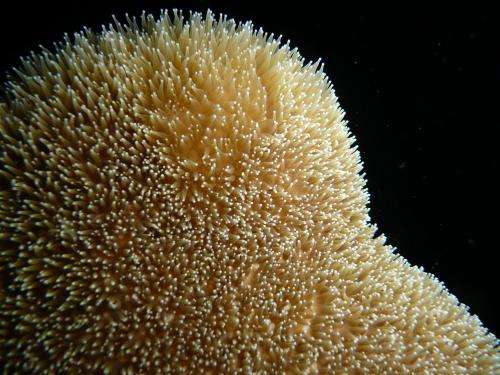 Rare glimpse into how coral procreates could aid future conservation