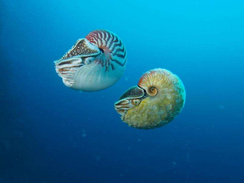 Rare nautilus sighted for the first time in three decades
