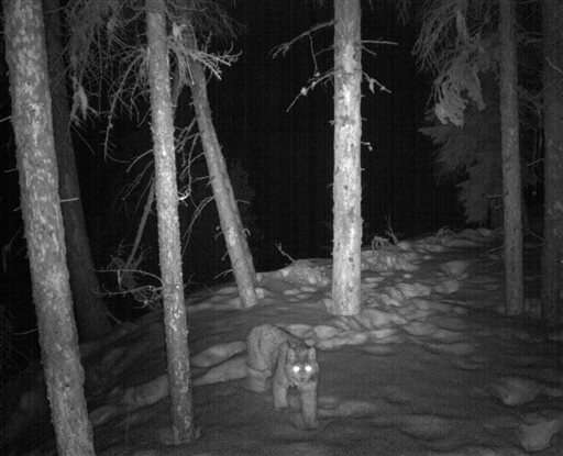 Rare photos of Colorado lynx captured by automated cameras