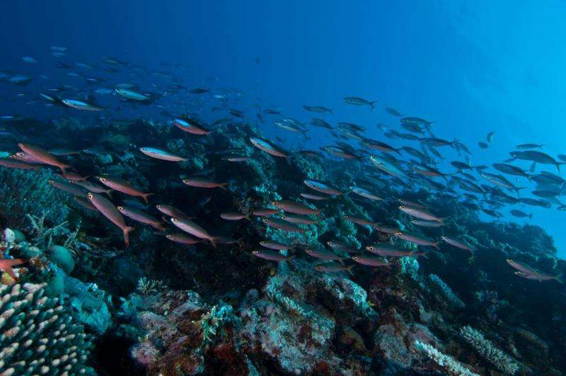 Recipe for saving coral reefs: Add more fish