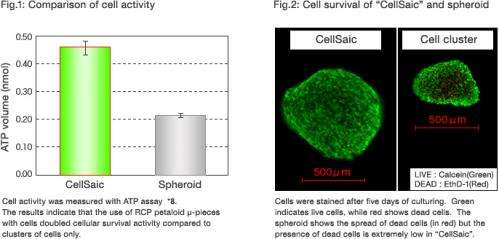 Recombinant peptide for transplantation of pancreatic islets in mice models of diabetes