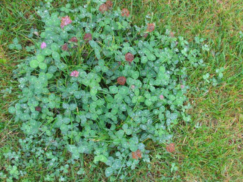 Red clover genome to help restore sustainable farming