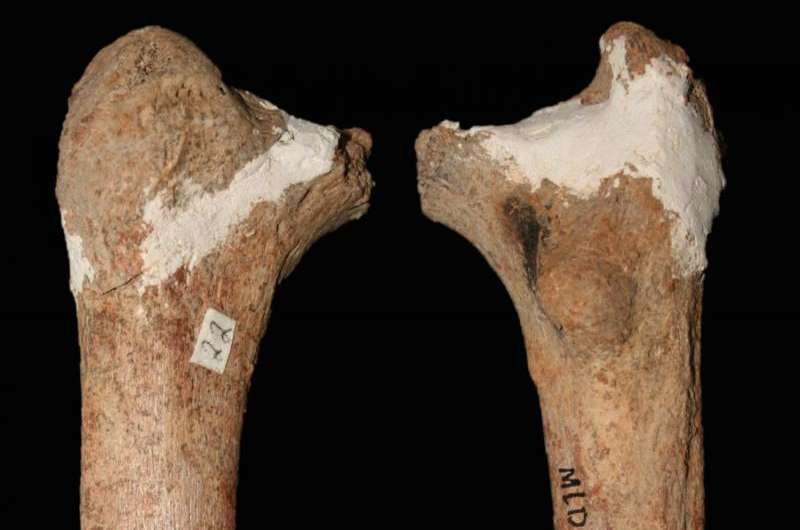 'Red Deer Cave people' bone points to mysterious species of pre-modern human