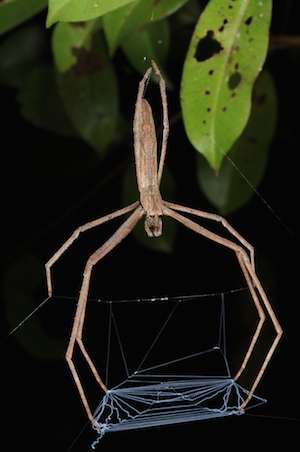 Research contradicts previous hypotheses about the evolution of orb weavers