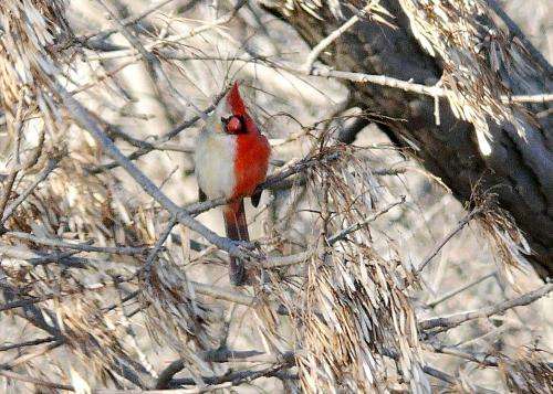 Researcher publishes detailed observations of bilateral gynandromorph bird in the wild