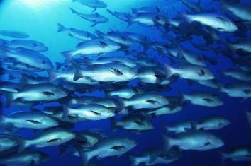 Researchers identify nature of fish’s “sixth sense”