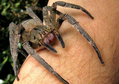 Researchers looking at genetically modified spider venom to treat erectile dysfunction