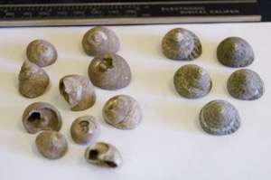 Research on ancient Moroccan snails shows clear evidence for climate-induced early human agricultural production