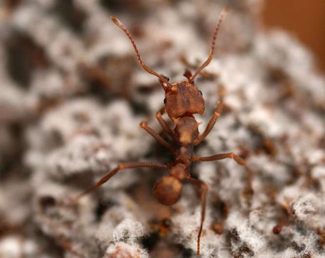 Research points to possible fungal control for leaf-cutter ants