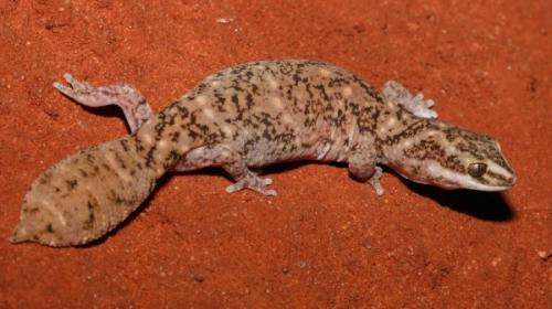 Resilient geckos crop up in the northwest