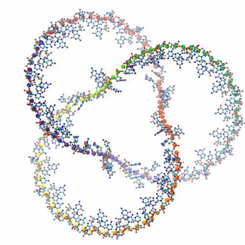 RNA: The unknotted strand of life