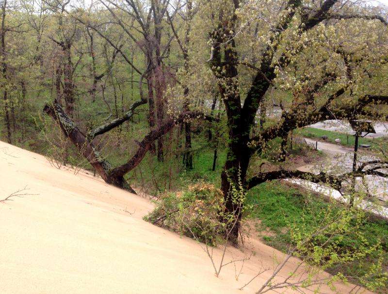 Rotting oaks lead to hazardous voids in Indiana's mount baldy sand dune