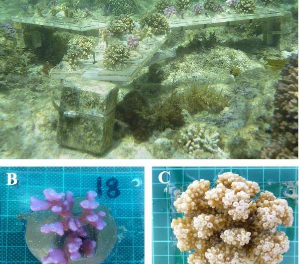 Rottnest’s tropical corals found to thrive