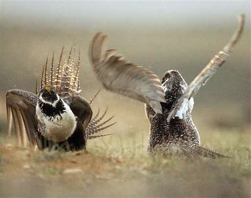 Sage grouse plan aims for balance between industry, wildlife