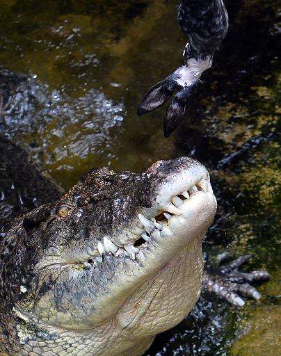 Saltwater crocodiles can grow up to seven metres (23 feet) long and weigh more than a tonne