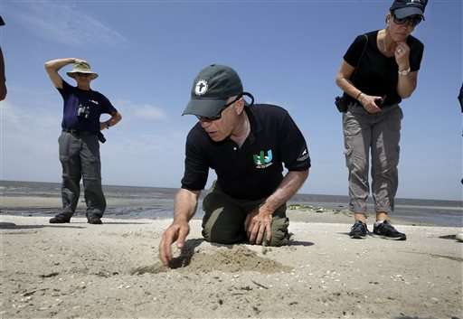 Saved from Sandy: Shorebird efforts are declared a success