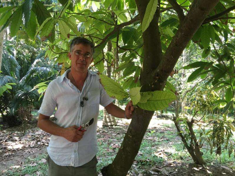 Scientists date the origin of the cacao tree to 10 million years ago