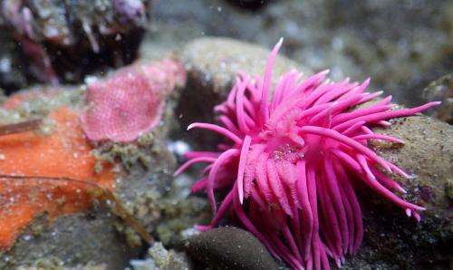 Scientists investigate link between skyrocketing sea slug populations and warming seas
