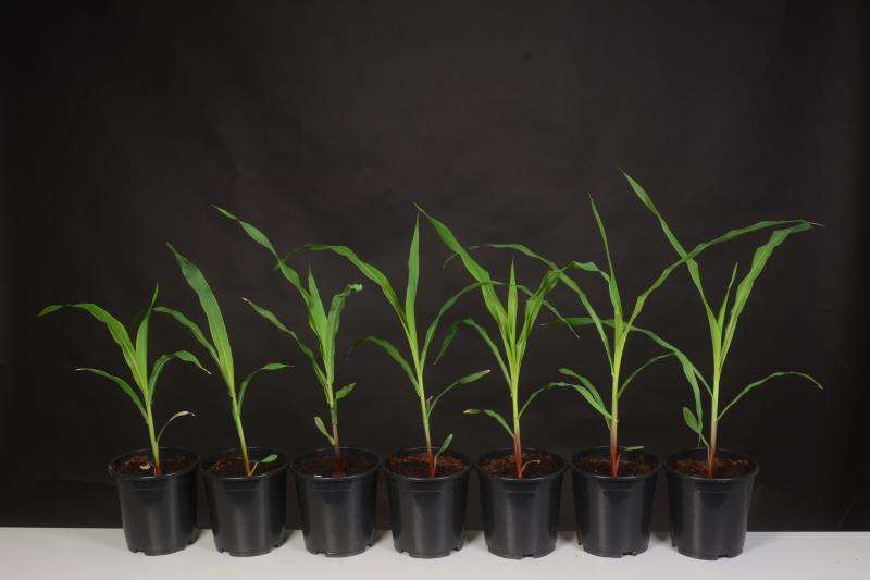 Scientists learn how to predict plant size