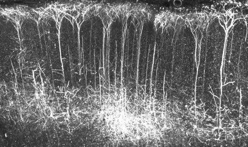 Scientists map memorable tunes in the rat brain