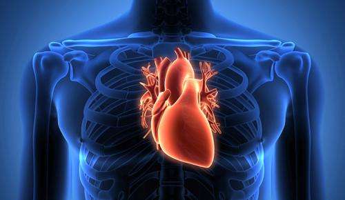 Scientists pinpoint a protein that affects heart transplant survival