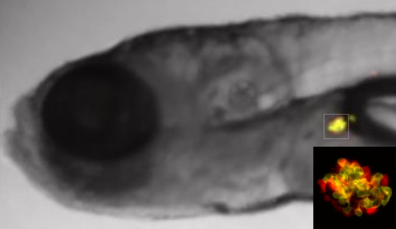 科学家报告成功地利用斑马鱼胚胎来识别潜在的新的糖尿病药物
