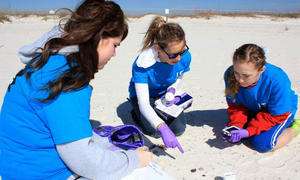 Scientists, students scour Florida Panhandle beaches for oil