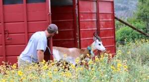 Second phase of dama gazelle study will focus on social interactions
