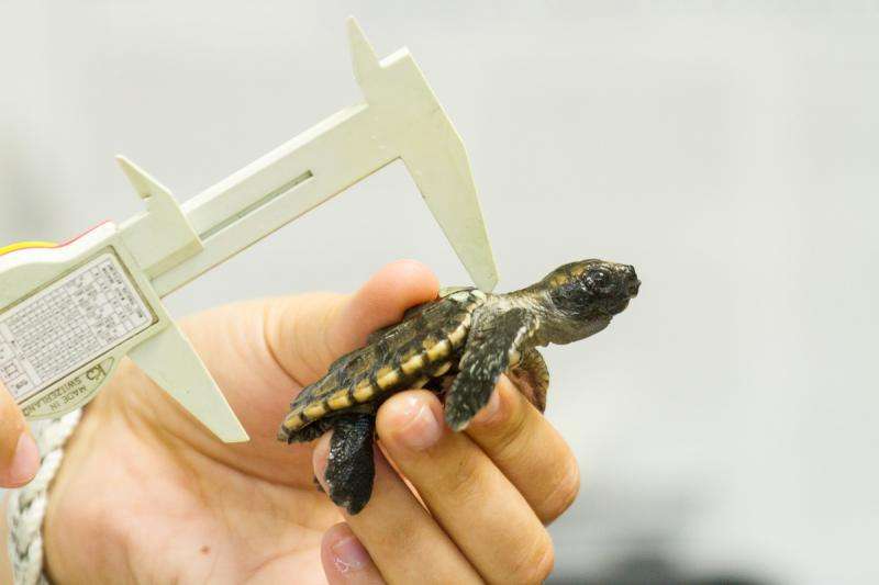 Sex and sea turtles: New FAU study reveals impact of climate change, sea level rise