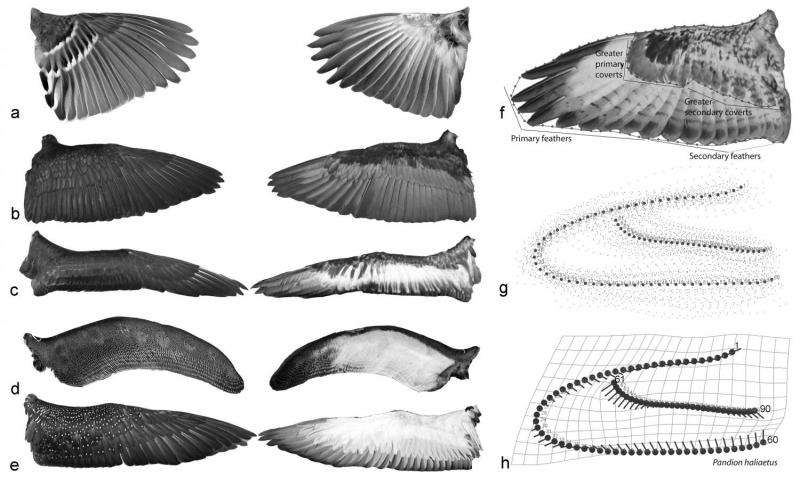 Shape of bird wings depends on ancestors more than flight style