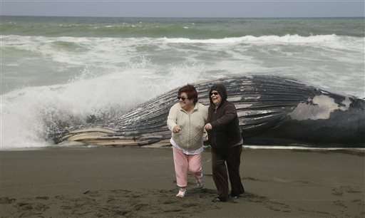 Ship may have hit whale found washed up near San Francisco