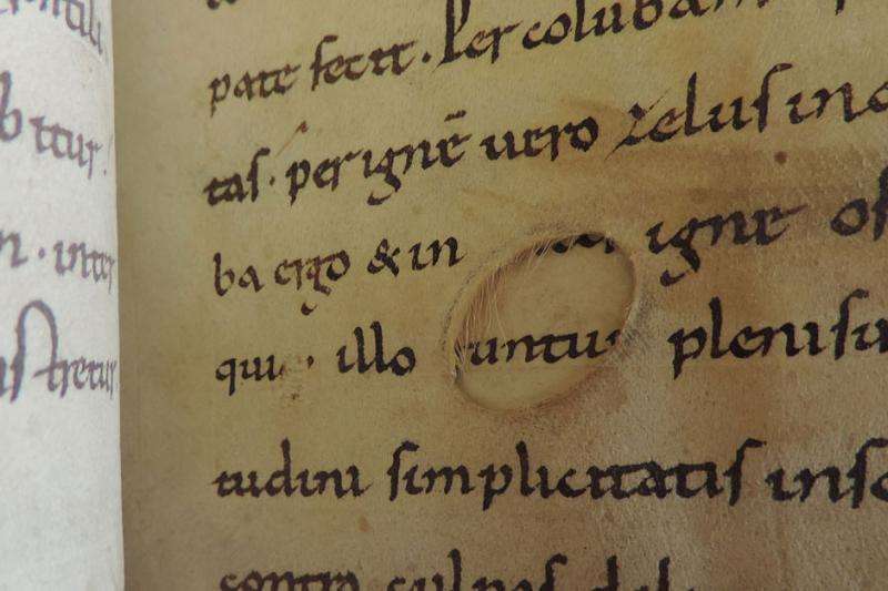 Skin deep—researchers solve mystery of parchment origins