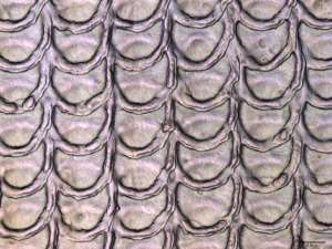 Snake scales protect steel against friction